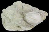 Blastoid (Pentremites) Fossil - Illinois #102275-1